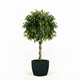 Braided Benjamina Ficus