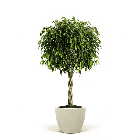 Braided Benjamina Ficus