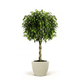 Braided Benjamina Ficus