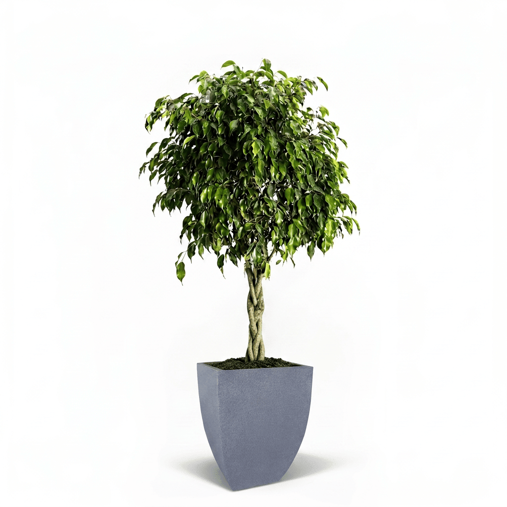 Braided Benjamina Ficus