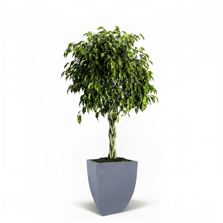 Braided Benjamina Ficus