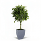 Braided Benjamina Ficus