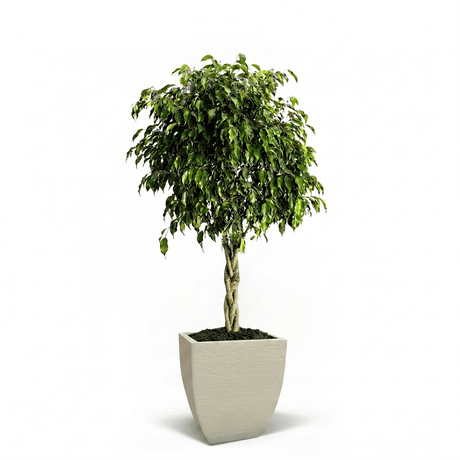 Braided Benjamina Ficus