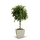 Braided Benjamina Ficus