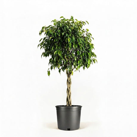 Braided Benjamina Ficus