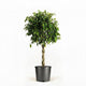 Braided Benjamina Ficus