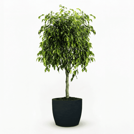 Braided Benjamina Ficus