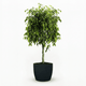 Braided Benjamina Ficus