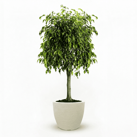 Braided Benjamina Ficus