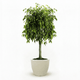 Braided Benjamina Ficus