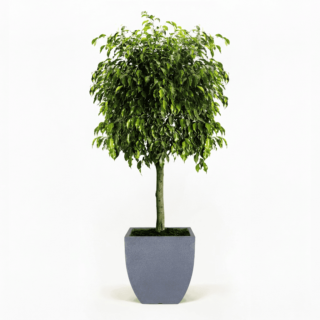 Braided Benjamina Ficus