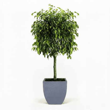 Braided Benjamina Ficus