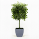 Braided Benjamina Ficus