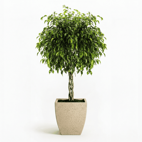 Braided Benjamina Ficus