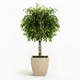 Braided Benjamina Ficus