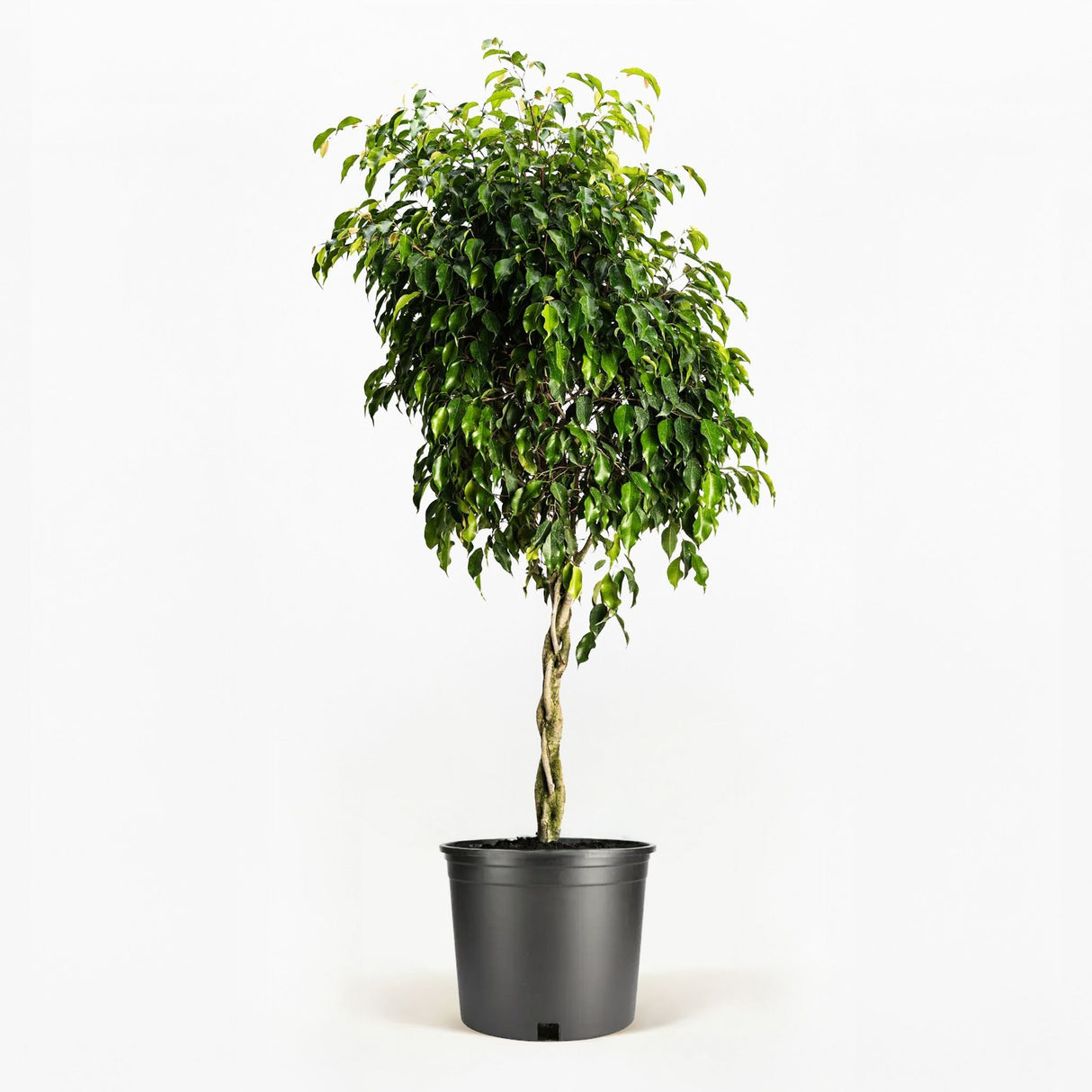 Braided Benjamina Ficus
