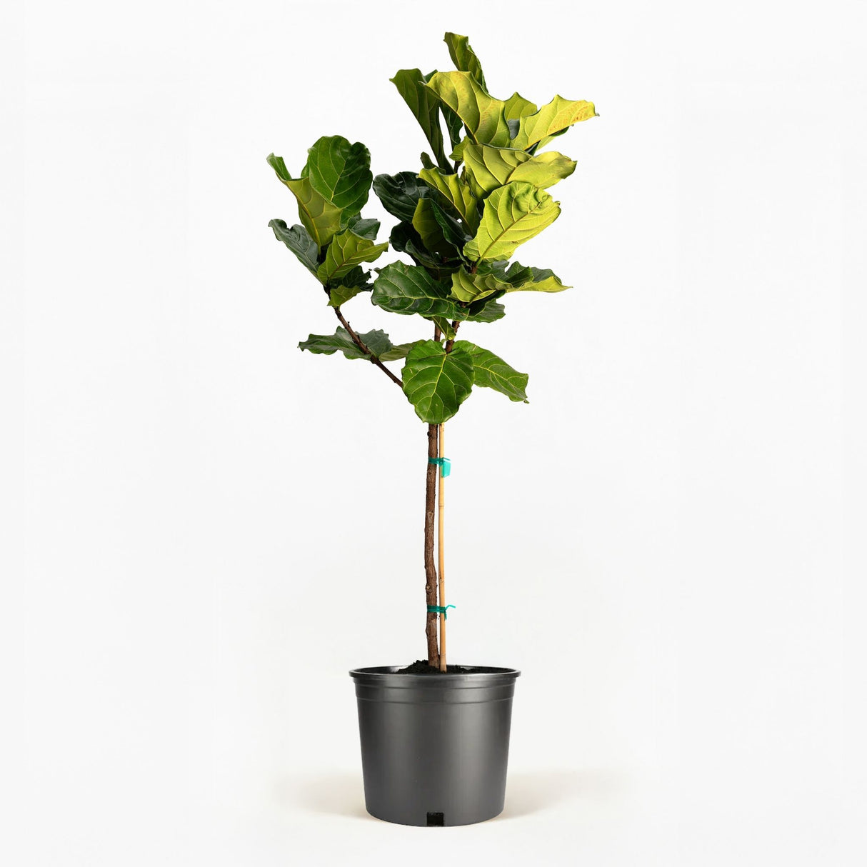 Fiddle Leaf Fig Tree in a pot hide