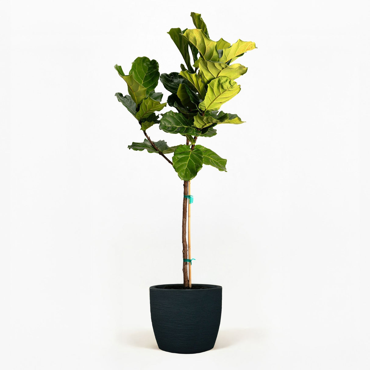 Fiddle Leaf Fig Tree in a pot hide