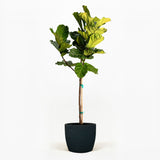 Fiddle Leaf Fig Tree in a pot hide