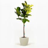 Fiddle Leaf Fig Tree in a pot hide