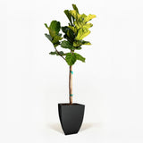 Fiddle Leaf Fig Tree in a pot hide