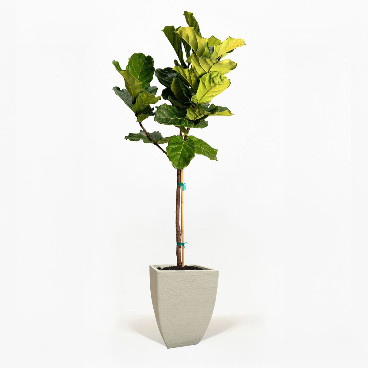 Fiddle Leaf Fig Tree in a pot hide