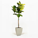 Fiddle Leaf Fig Tree in a pot hide