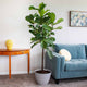large fiddle leaf fig tree in large planter in home with couch and table