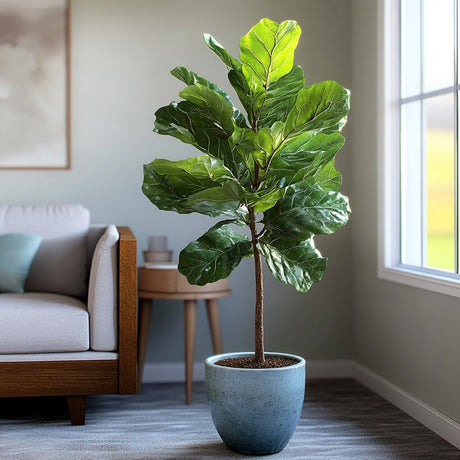 Fiddle-Leaf Fig Tree - NationwidePlants.com  