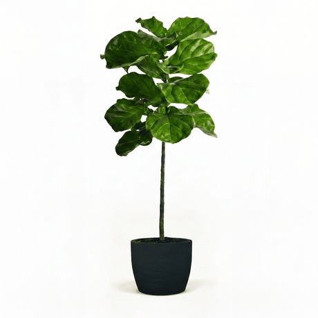 Fiddle Leaf Fig Tree in Pot hide