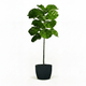 Fiddle Leaf Fig Tree in Pot hide