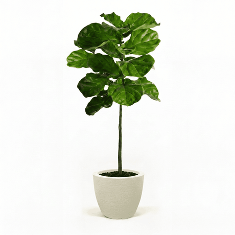 Fiddle Leaf Fig Tree in Pot hide