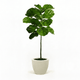 Fiddle Leaf Fig Tree in Pot hide