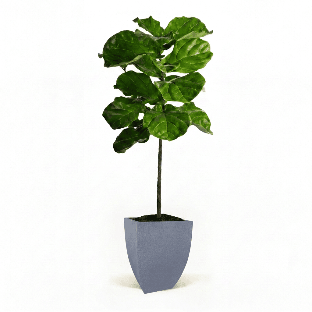 Fiddle Leaf Fig Tree in Pot hitde