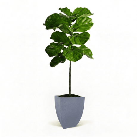 Fiddle Leaf Fig Tree in Pot hitde