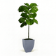 Fiddle Leaf Fig Tree in Pot hitde