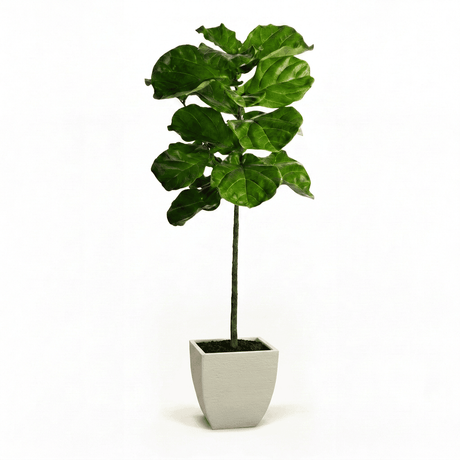 Fiddle Leaf Fig Tree in Pot hide