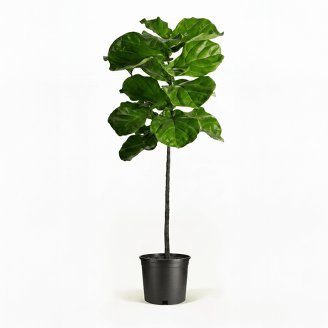 Fiddle Leaf Fig Tree in Pot hide