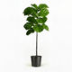 Fiddle Leaf Fig Tree in Pot hide