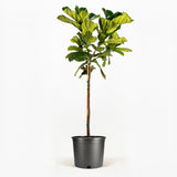 Fiddle Leaf Fig Tree in a pot hide
