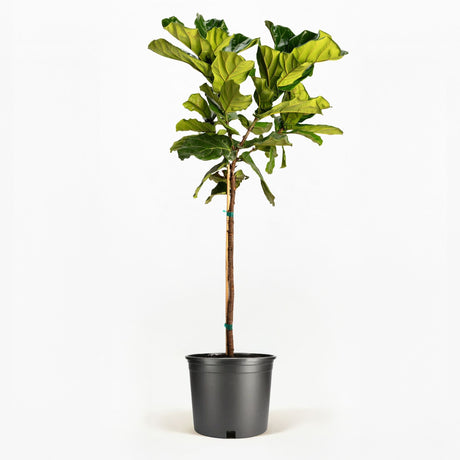 Fiddle Leaf Fig Tree in a pot hide