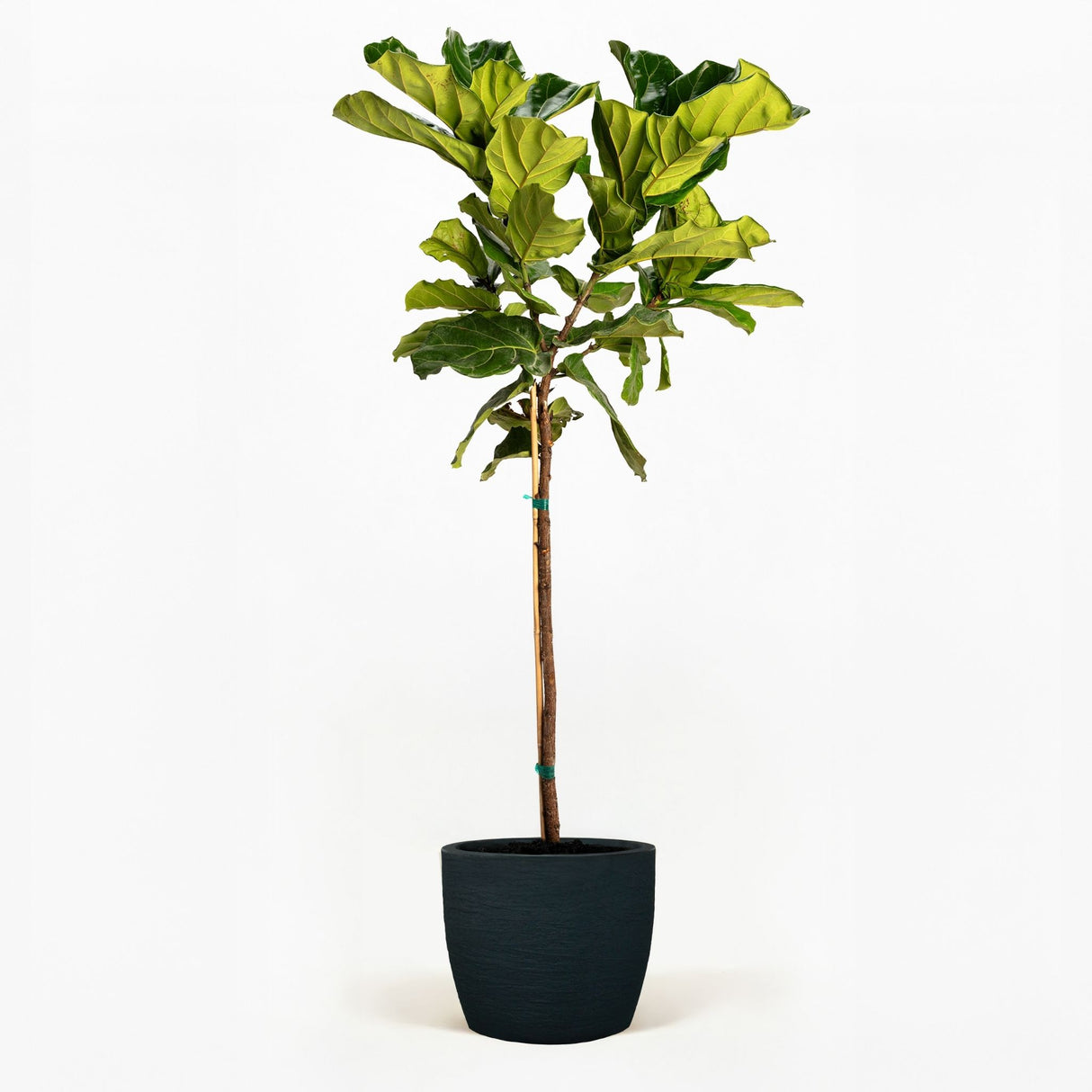 Fiddle Leaf Fig Tree in a pot hide
