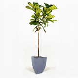 Fiddle Leaf Fig Tree in a decorative pot