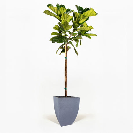 Fiddle Leaf Fig Tree in a decorative pot