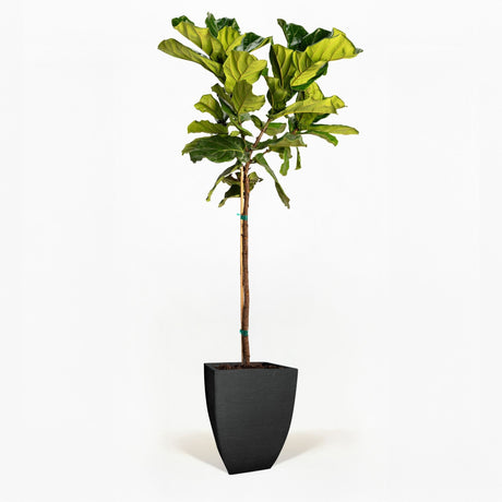 Fiddle Leaf Fig Tree in a pot hide