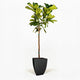 Fiddle Leaf Fig Tree in a pot hide