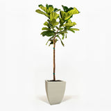 Fiddle Leaf Fig Tree in a pot hide