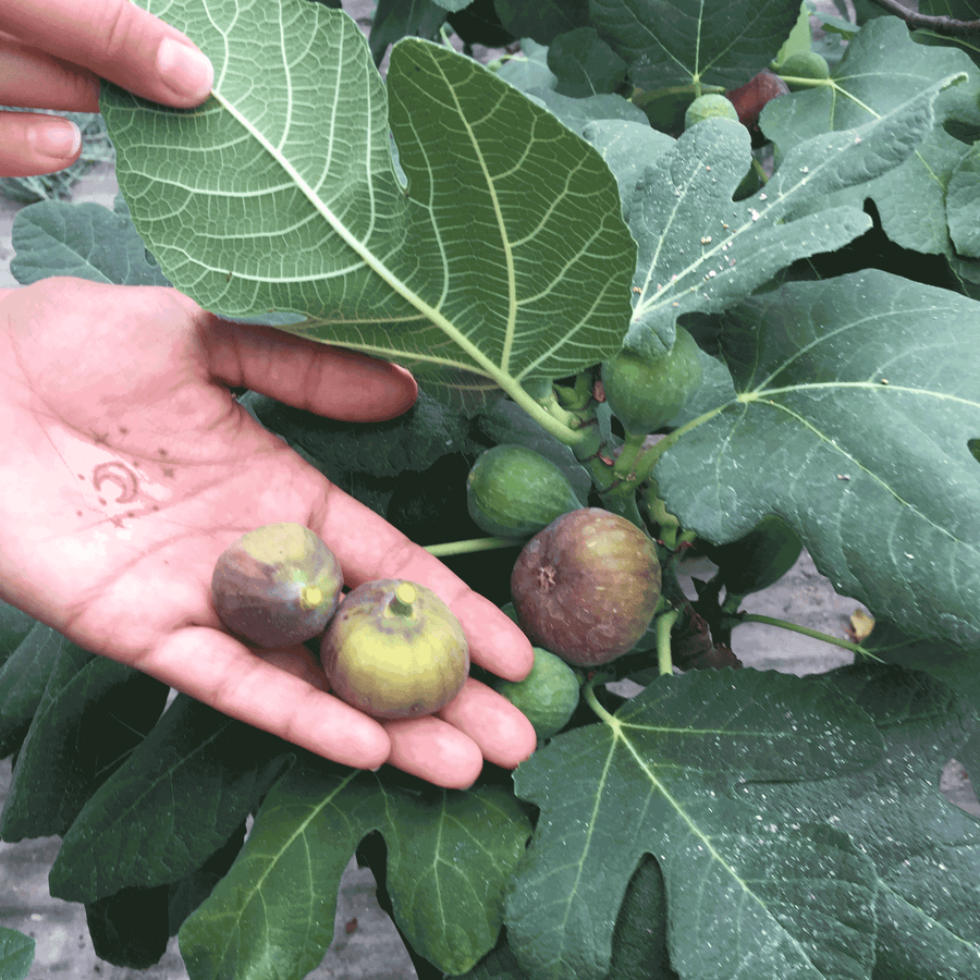 Fig Trees – Sweet & Hardy Varieties for Your Garden