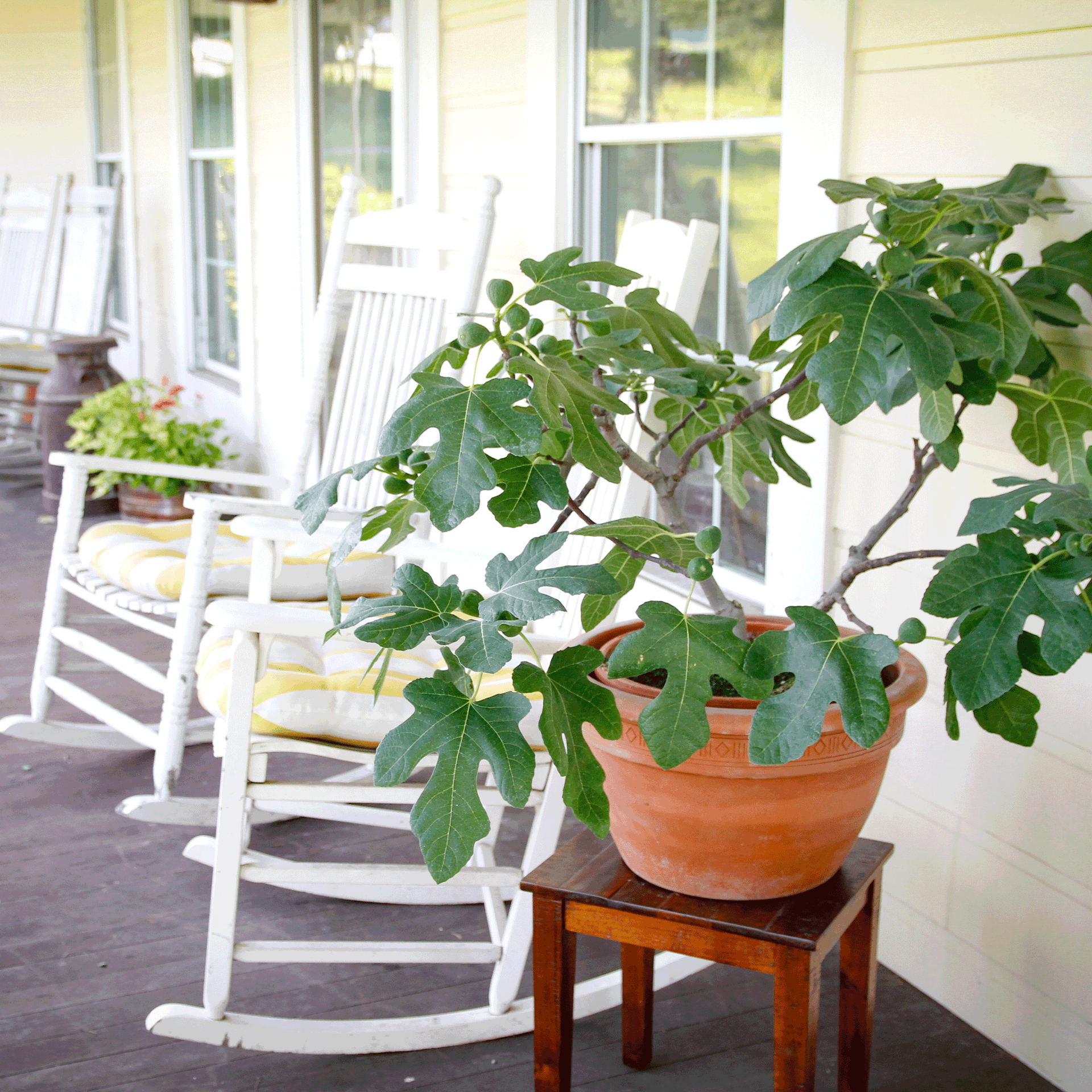 indoor fig plant varieties Fignominal Fig – Compact, Sweet Figs, Perfect for Containers