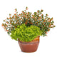 A potted Vermillionaire Firecracker Plant with cascading green foliage and bright orange flowers planted with other greenery.